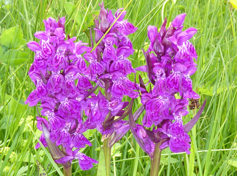 quale Dachtylorhiza ?......Passo Staulanza